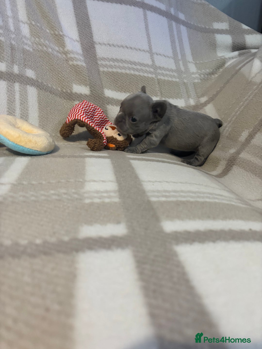 French Bulldog dogs for sale: Micro Frenchie Puppies – KC Registered - Image 30