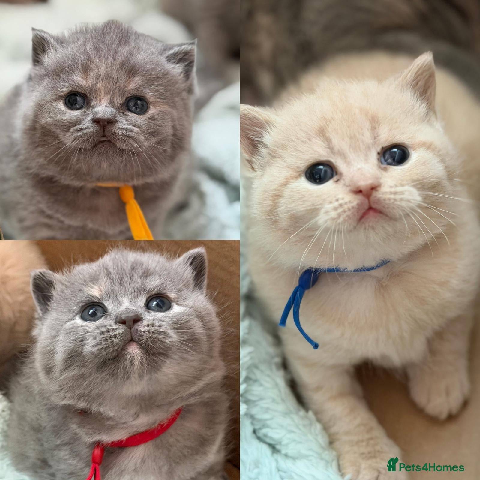 British Shorthair cats CHUNKY BSH KITTENS  - Advert 5