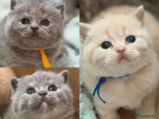British Shorthair cats CHUNKY BSH KITTENS - Advert 8