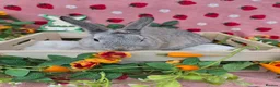 Mini Lop rabbits for sale: Very very tame chin grey mini lop - Advert 4