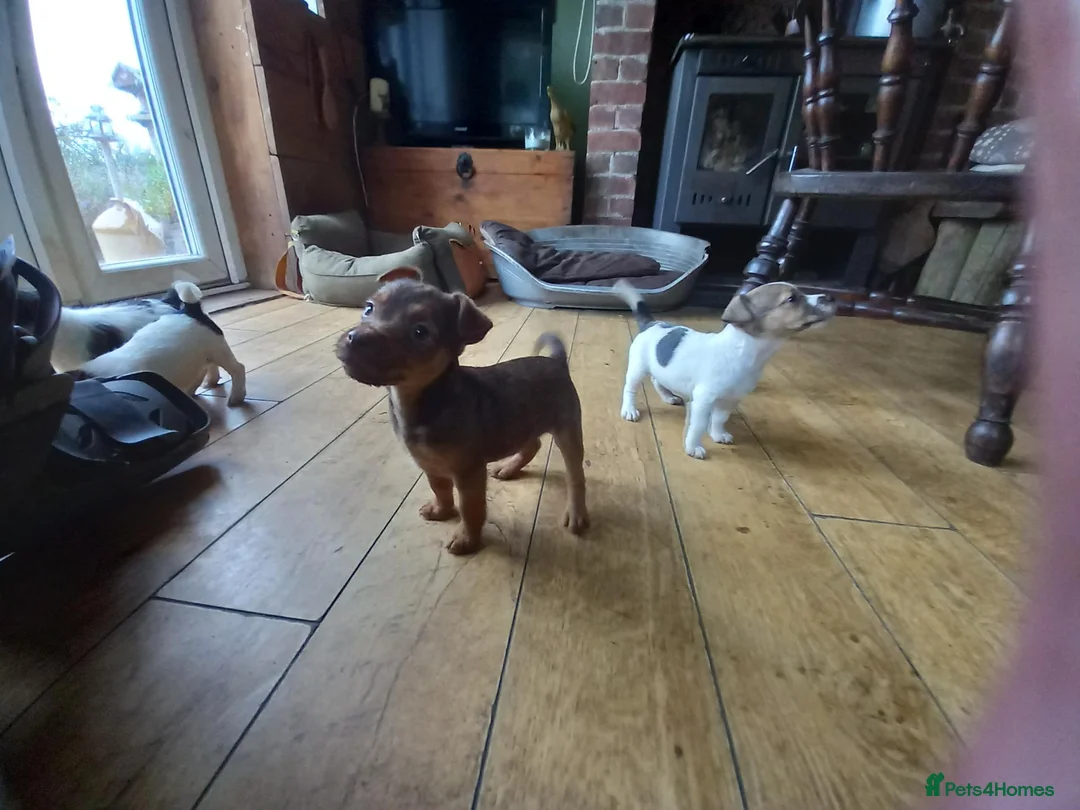 Jack Russell dogs for sale: Jack Russell pups in Rhayader - Advert 2