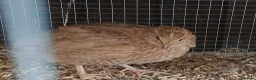 Quail poultry for sale: Gorgeous 8 week old corturnix quail  - Advert 14