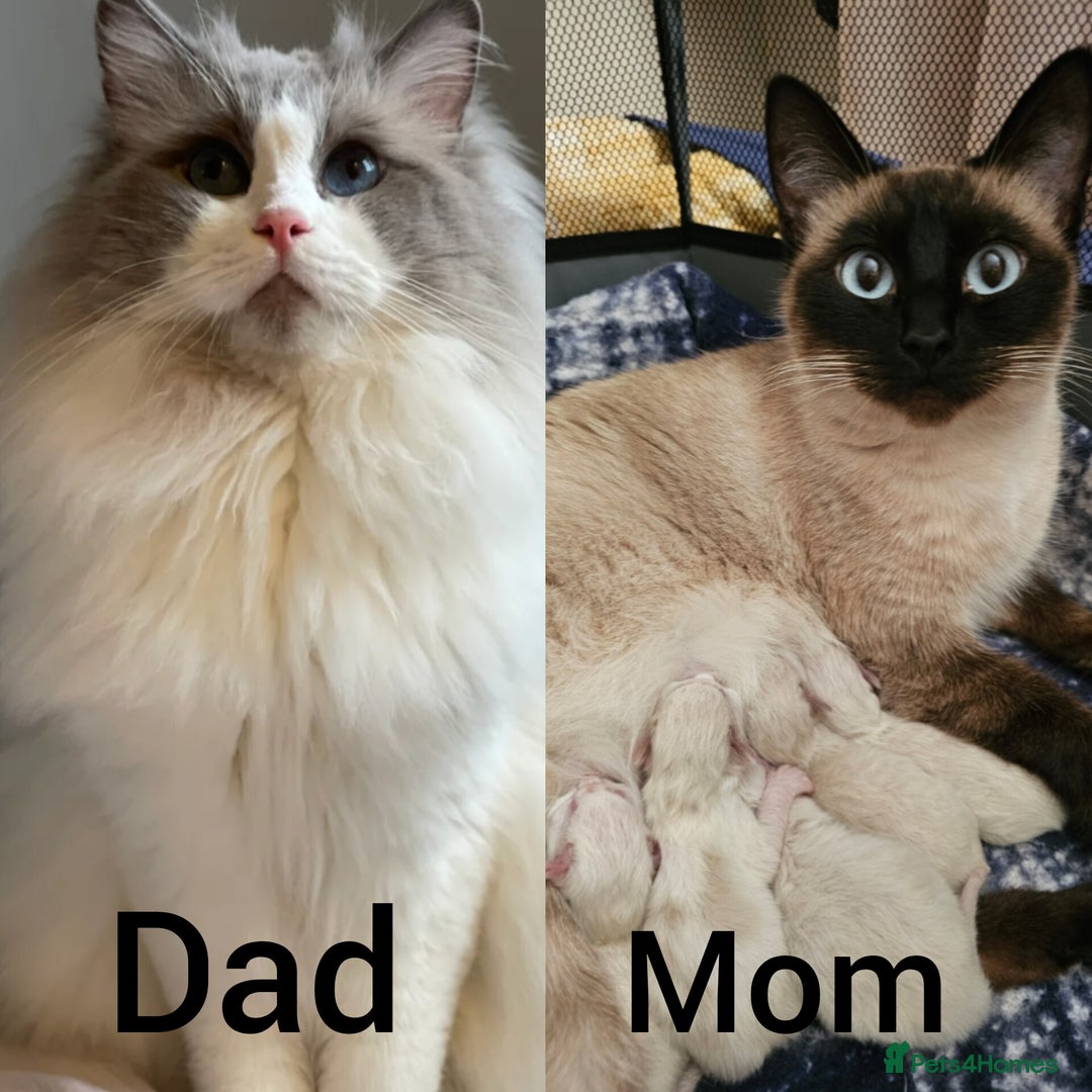 Ragdoll cats for sale: Ragdoll x Siamese kittens - Advert 5