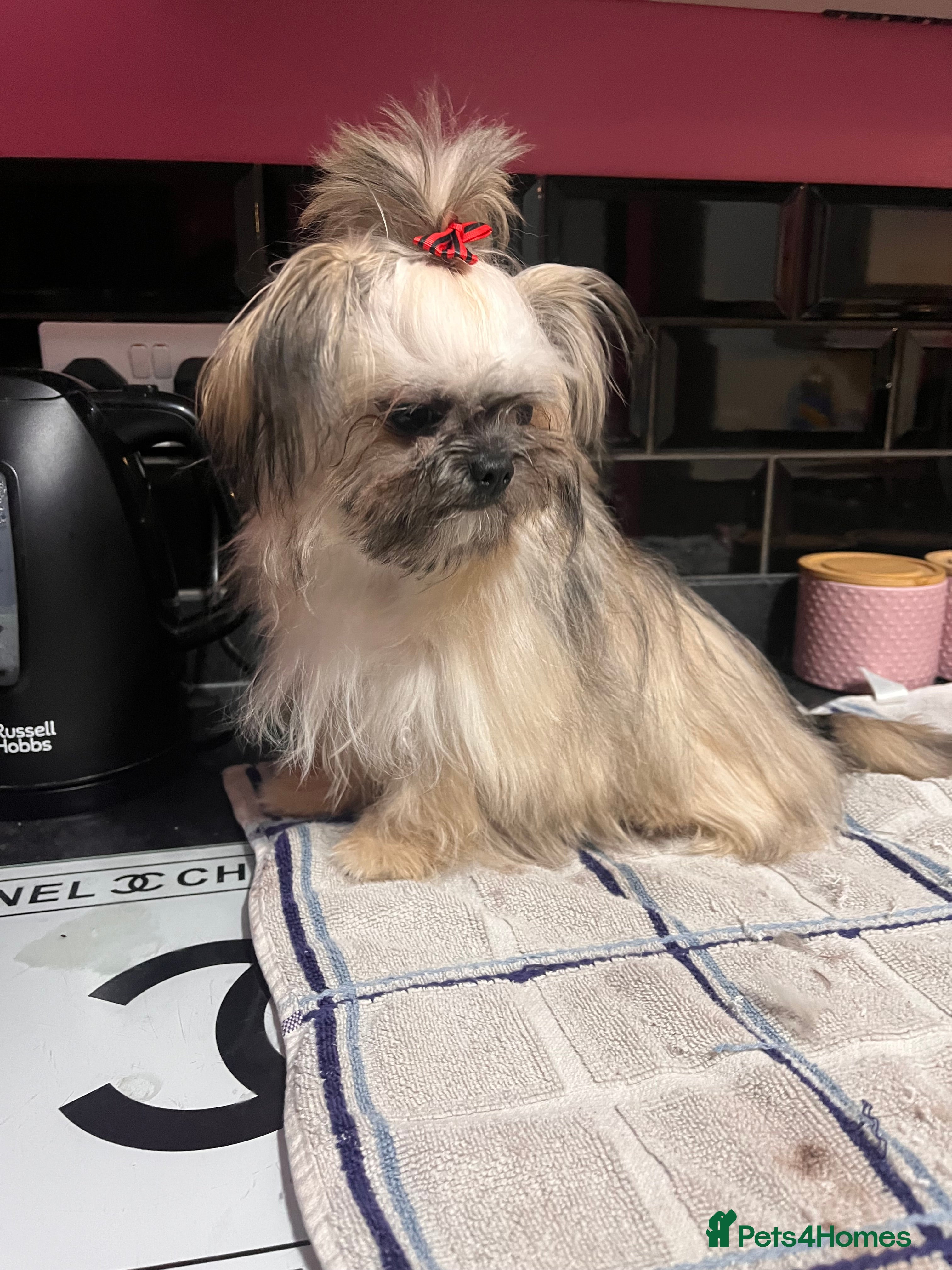 Mixed Breed dogs Shih Tzu cross Chihuahua - Advert 10