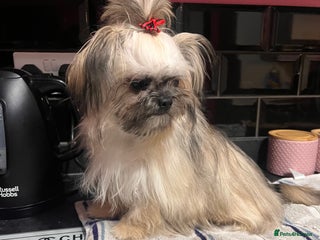 Mixed Breed dogs Shih Tzu cross Chihuahua - Advert 1