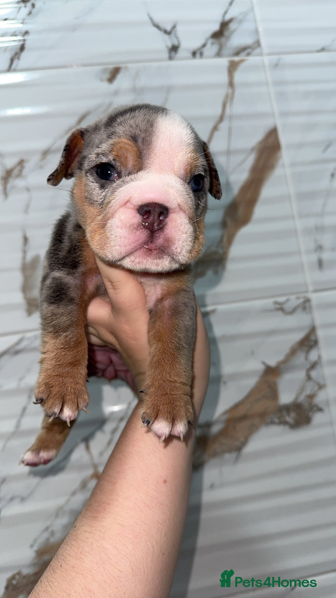 English Bulldog dogs for sale: 10 week old English bulldog  - Advert 5