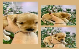 Cockapoo dogs for sale: 4⭐️Licensed Breeder Cockapoo Puppies - Image 13