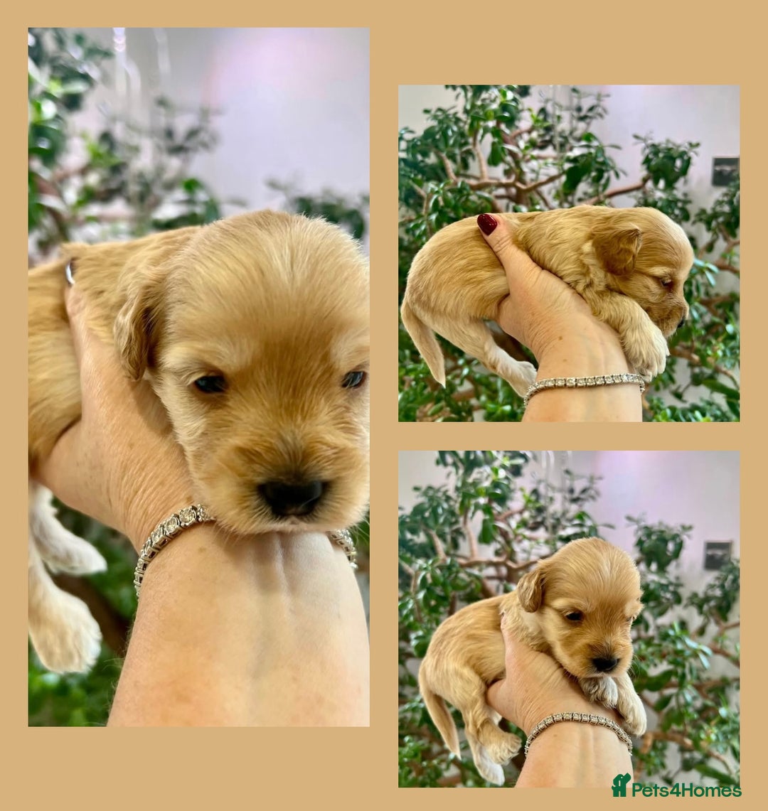 Cockapoo dogs for sale: 4⭐️Licensed Breeder Cockapoo Puppies - Image 13
