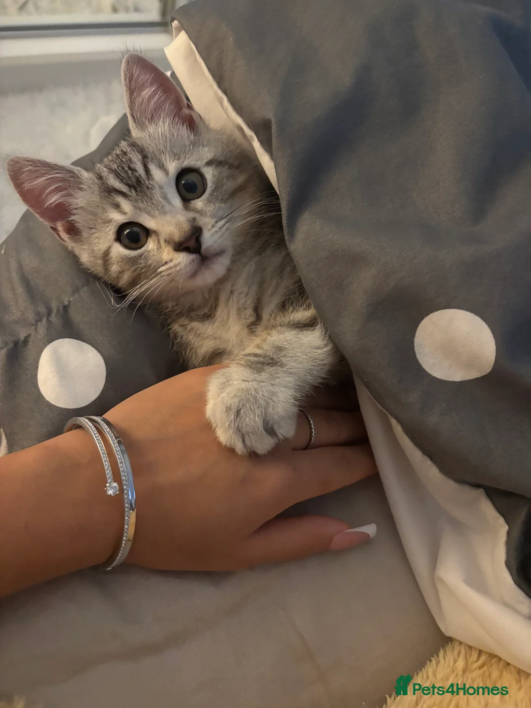 British Shorthair cats for sale: Light grey British short hair  - Advert 2