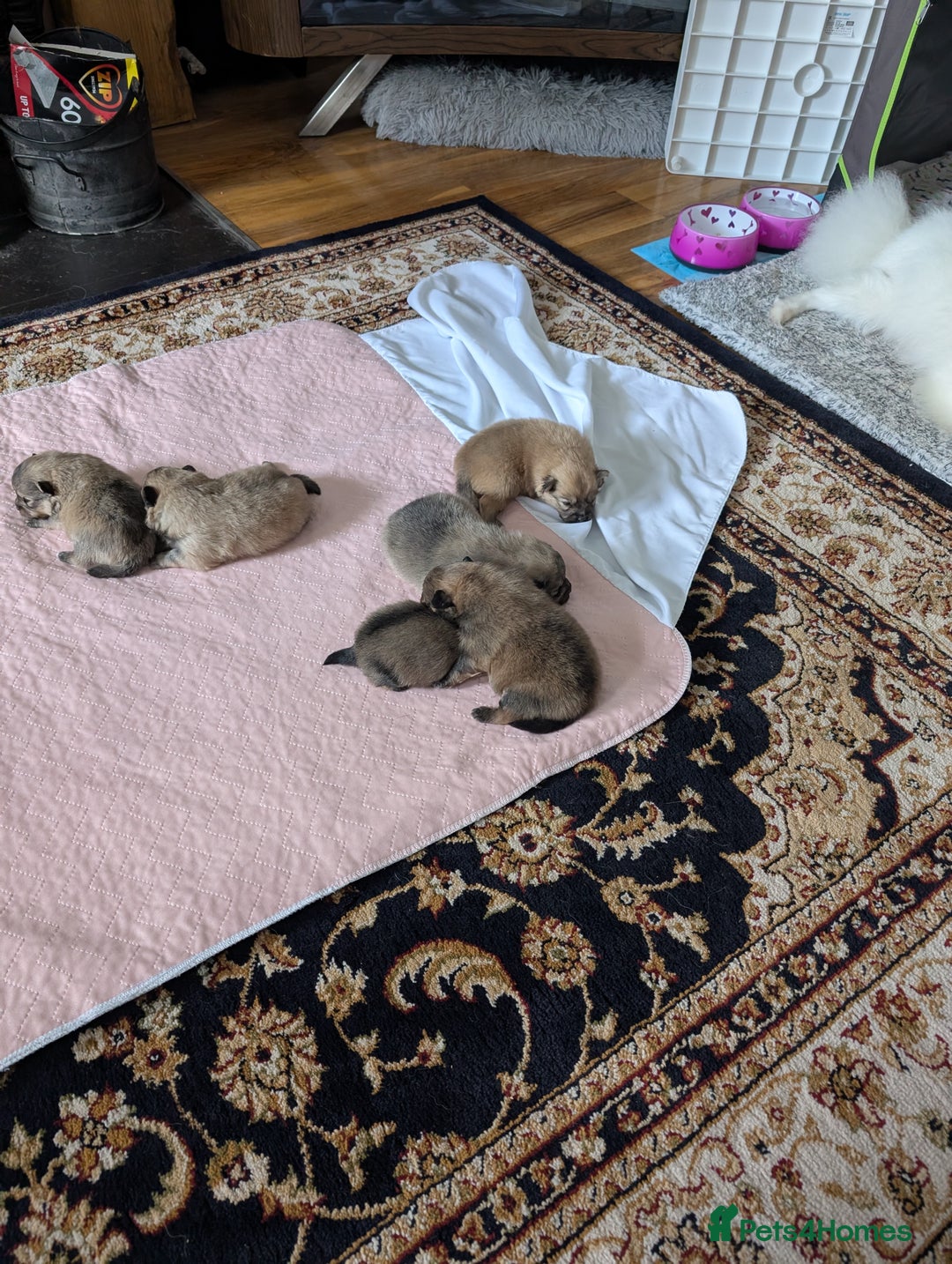 Pomeranian dogs for sale: Beautiful pups - Image 5