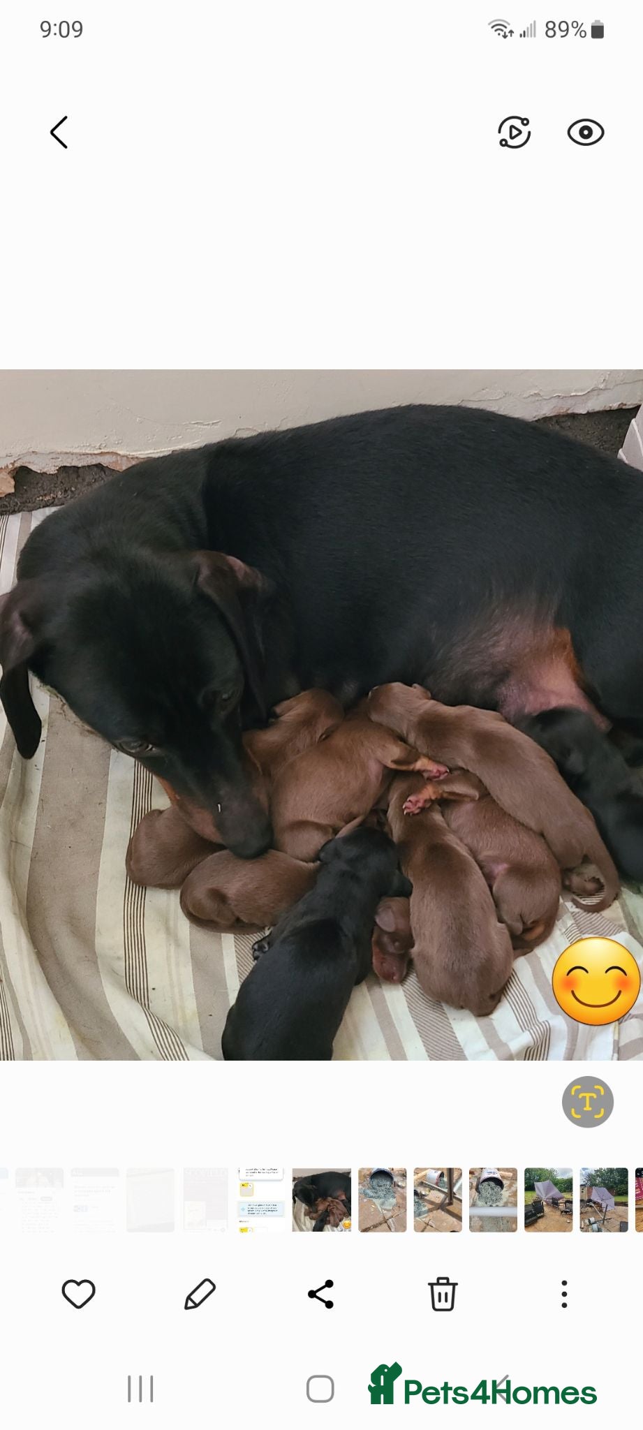 Dachshund dogs Gorgeous Dachshund Pups - Advert 1