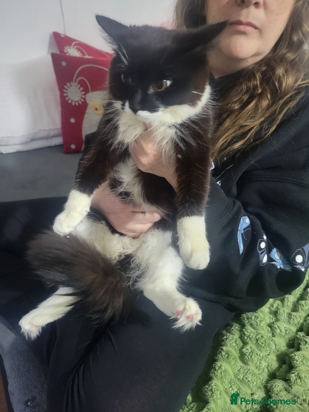 Mixed Breed cats for sale: 2 female cats  - Advert 4