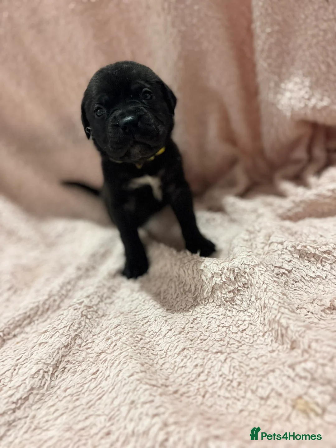 Cane Corso dogs for sale: 🏆 CHAMPION CANE CORSO PUPS 🏆/KC REGISTERED MERLE - Advert 14