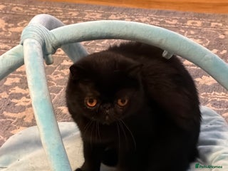 Exotic cats Beautiful two GCCF registered tortie girls - Advert 3