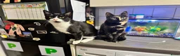 Domestic Shorthair cats for sale: Rehoming my 3 cats to be homed together  - Advert 2