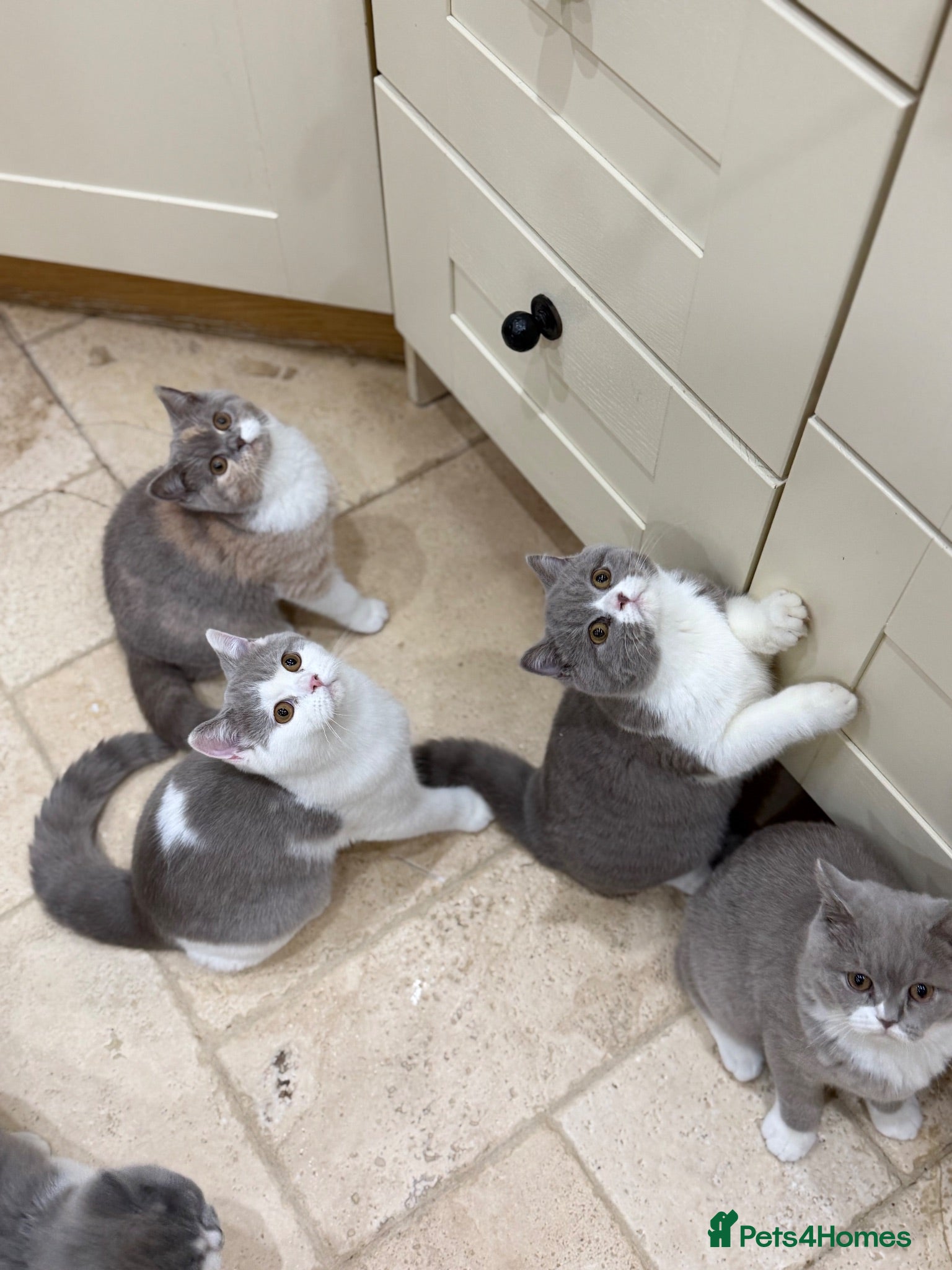 British Shorthair cats for sale: READY NOW - REGISTERED FULL PEDIGREE BSH KITTENS - Advert 1