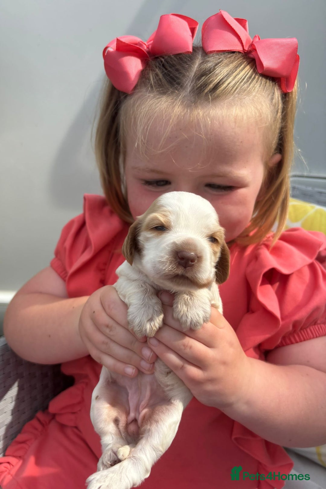 Cocker Spaniel dogs for sale: ⭐️ 5 star litter ⭐️ - Image 2