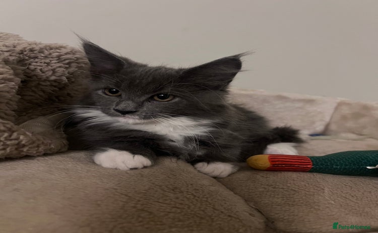 Maine Coon cats - Advert 13