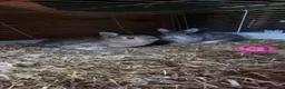 Netherland Dwarf rabbits for sale: Adult and baby Netherland dwarfs  in South Shields - Advert 5