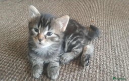 Mixed Breed cats for sale: Kitten for sale  - Image 2