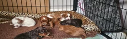 Cavapoo dogs for sale: 3 F1 Cavapoo’s health tested  - Advert 5