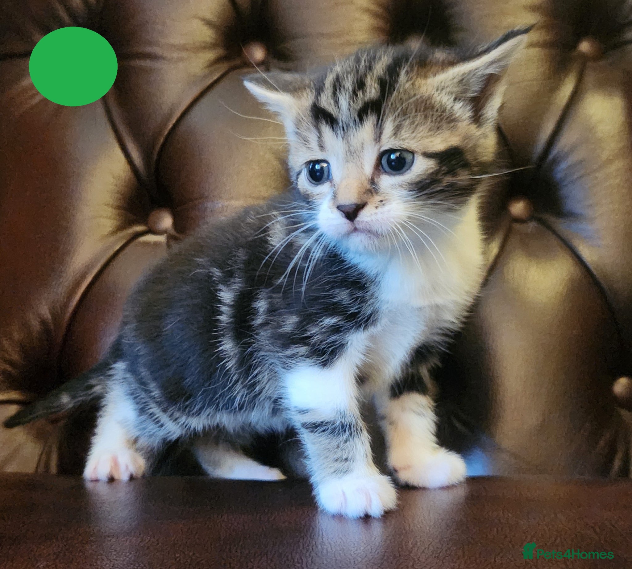 Mixed Breed cats Maine Coon / Norwegian Forest /  British Shorth X - Advert 1