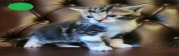 Mixed Breed cats for sale: Maine Coon / Norwegian Forest /  British Shorth X - Advert 3
