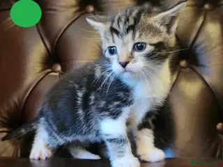 Mixed Breed cats Maine Coon / Norwegian Forest / British Shorth X - Advert 1