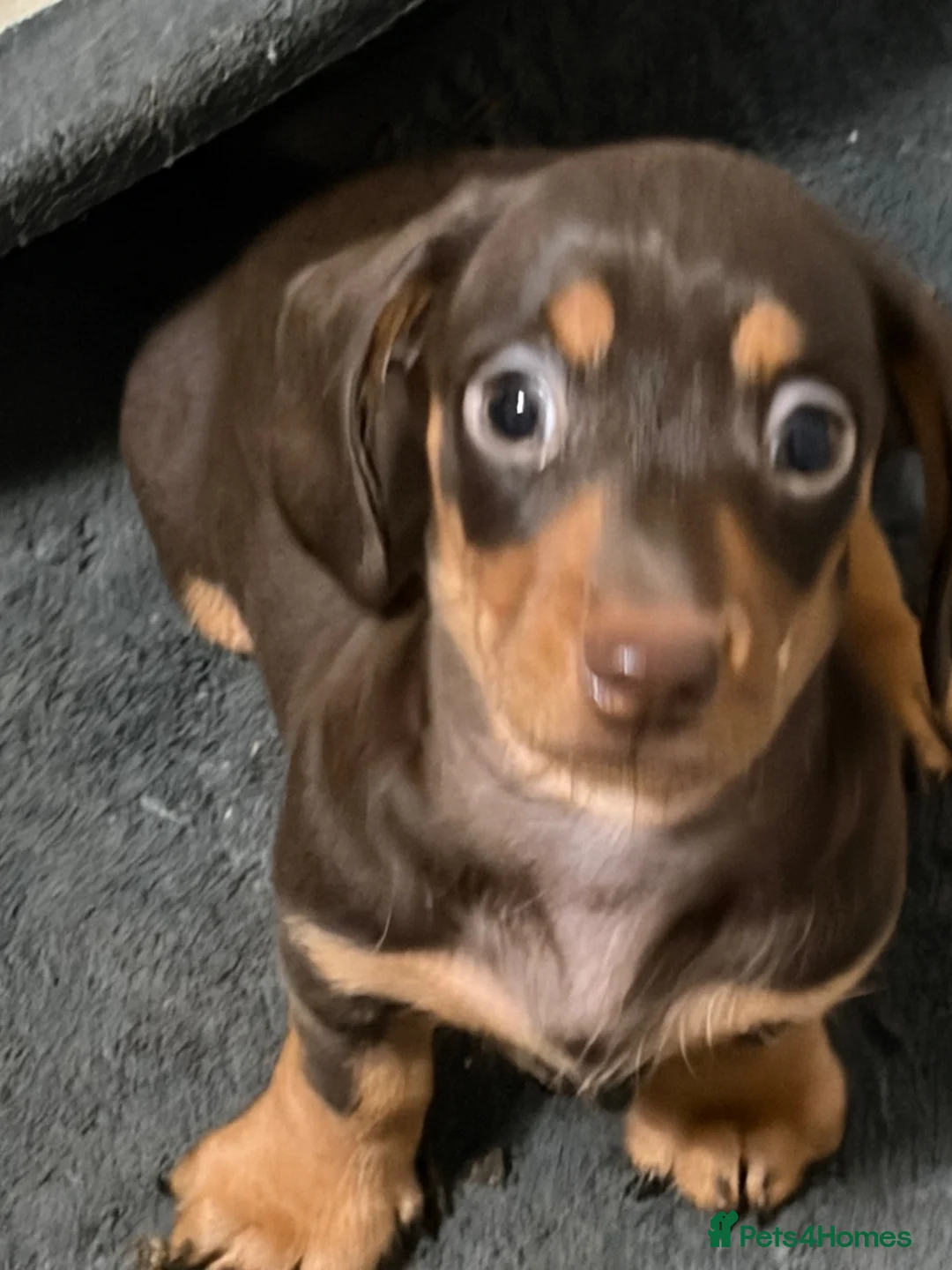 Miniature Dachshund dogs for sale: Stunning Miniature Dachshund Babies 💙🩷🩷🩷 - Advert 31