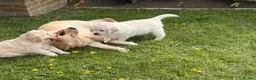 Golden Retriever dogs for sale: Ready now - male chunky cream Golden Retriever  - Advert 4