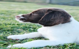 English Springer Spaniel dogs for sale: Puppy (male) KC ESS with titled parents FTW x FTAW - Image 15