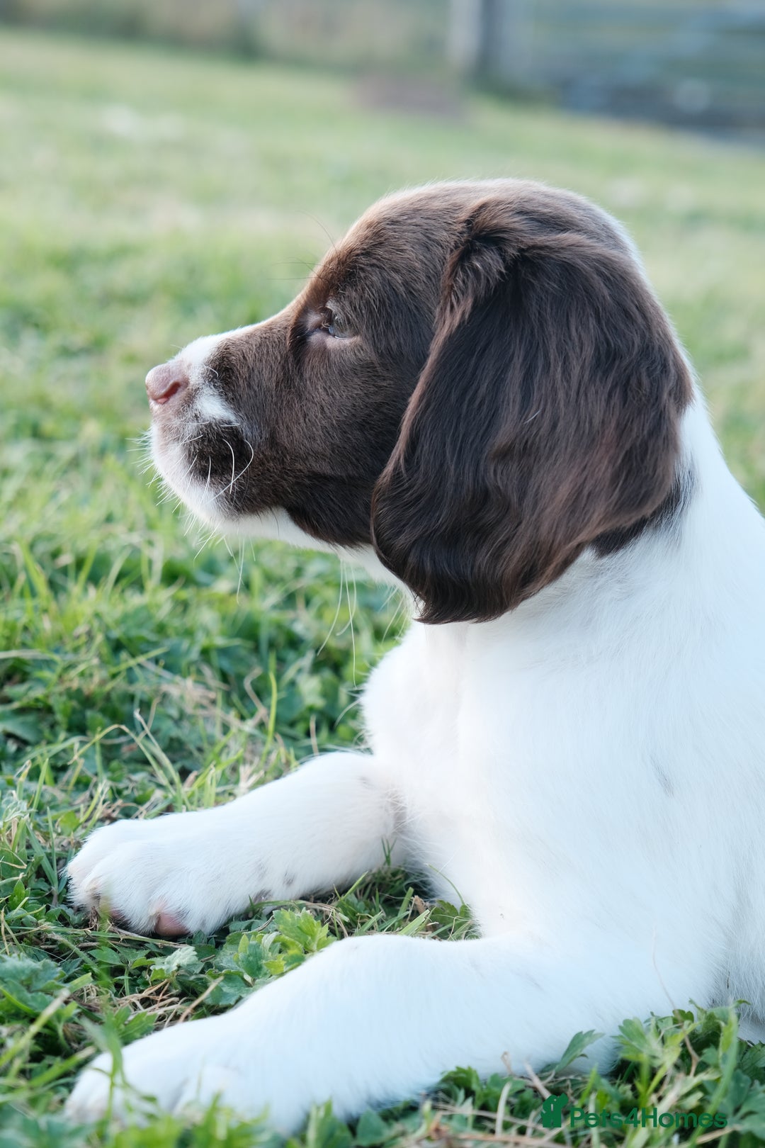 English Springer Spaniel dogs for sale: Puppy (male) KC ESS with titled parents FTW x FTAW - Image 15