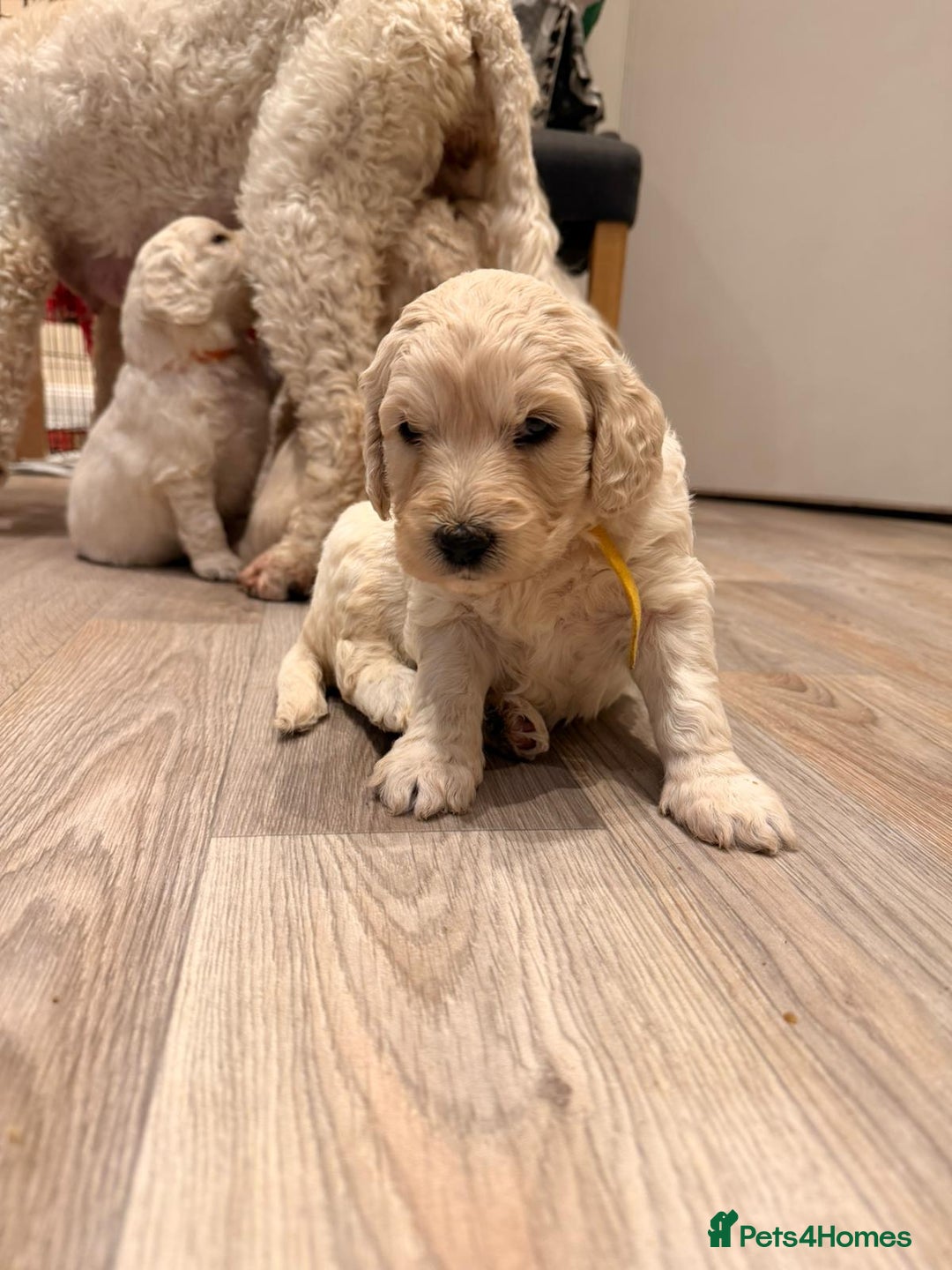 Goldendoodle dogs for sale: Golden doodle puppies  - Advert 20