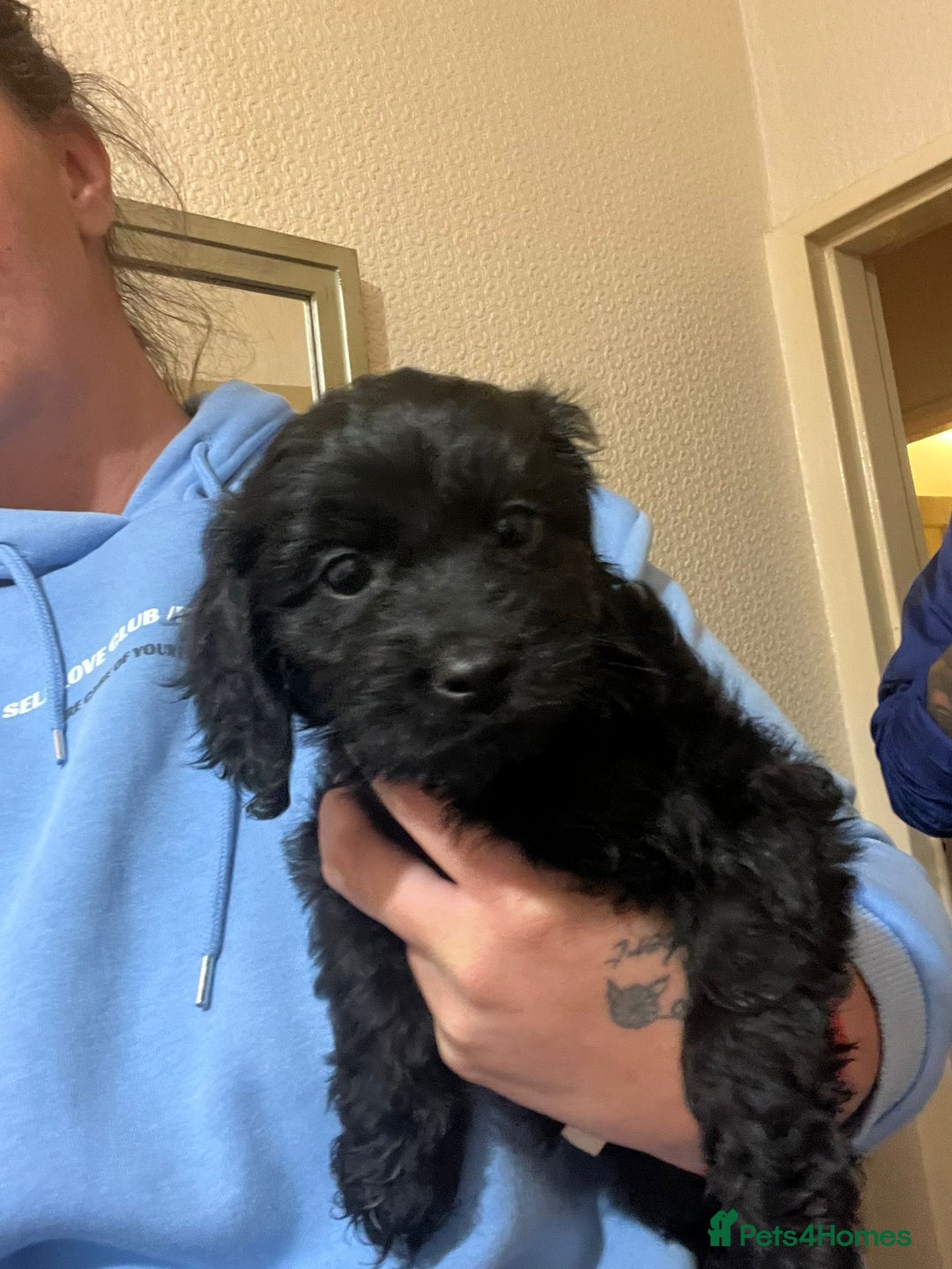 Cockapoo dogs for sale: 2 black stunning girls cockerpoos - Advert 16