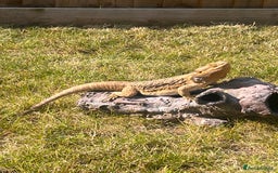 Bearded Dragon reptiles for sale: Bearded dragon and full set up  - Image 16