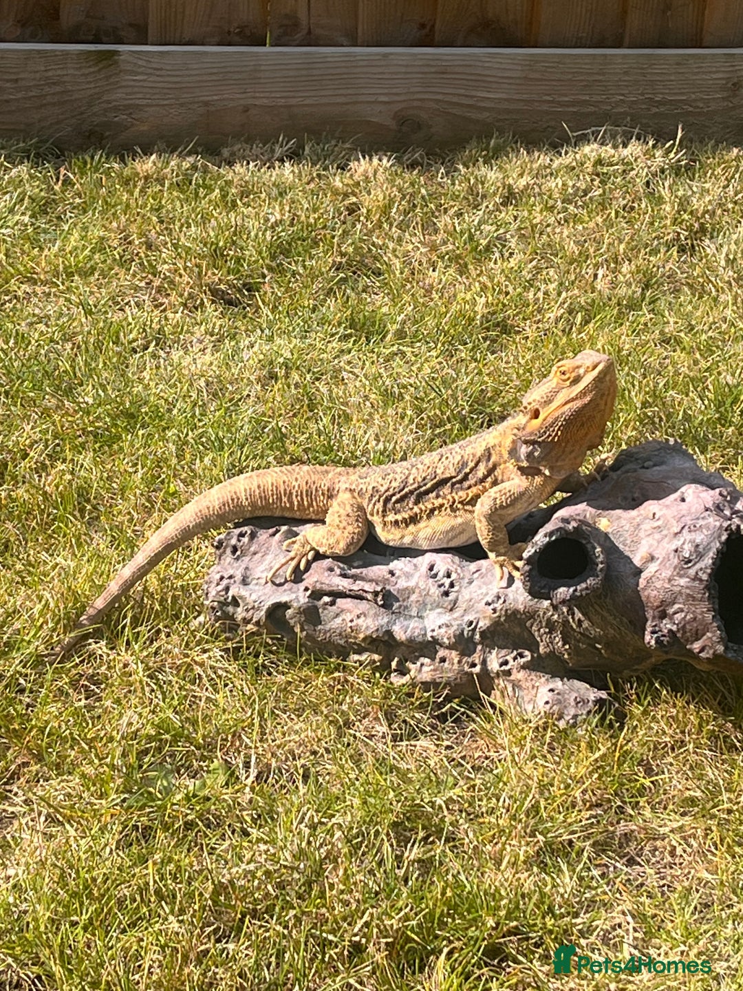 Bearded Dragon reptiles for sale: Bearded dragon and full set up  - Image 16