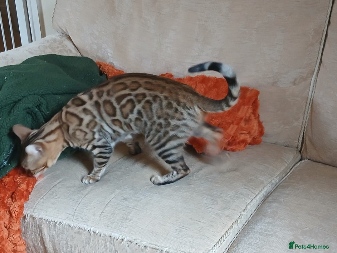 Bengal cats for sale: TICA Female Bengal HCM Tested Clear, Health-tested - Image 10