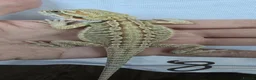 Bearded Dragon reptiles for sale: Baby Beirded Dragons - Advert 7