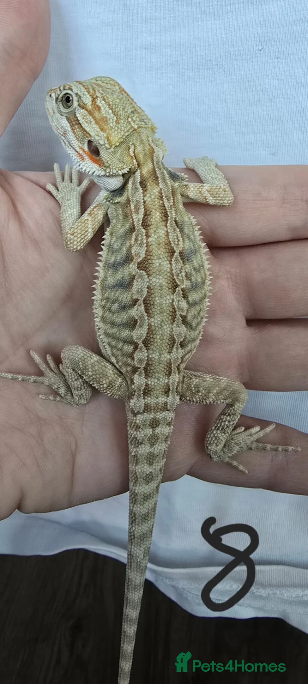 Bearded Dragon reptiles for sale: Baby Beirded Dragons - Advert 7