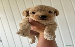 Labradoodle dogs for sale: READY NOW Miniature Labradoodles in Morecambe - Image 9