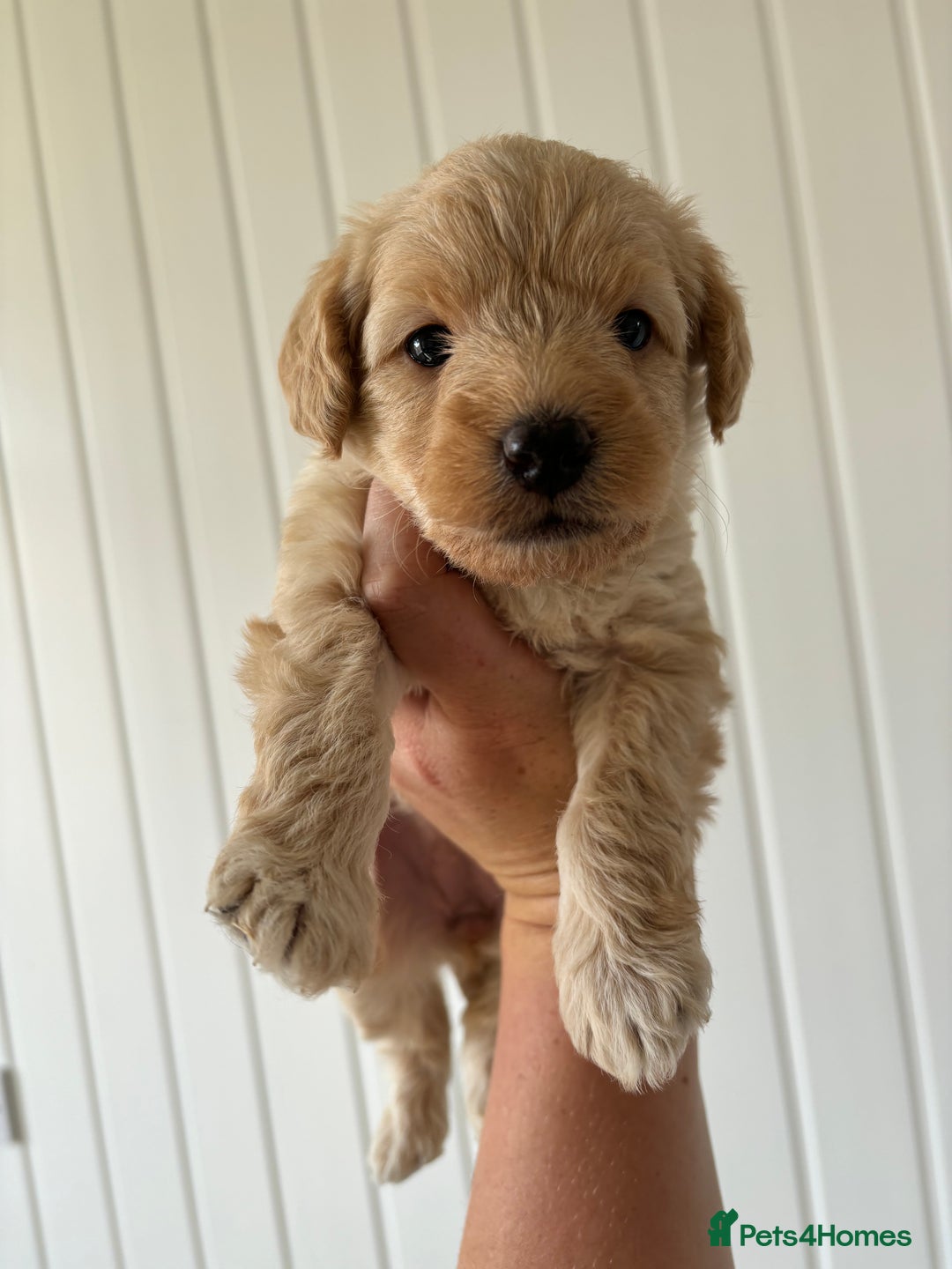 Labradoodle dogs for sale: READY NOW Miniature Labradoodles in Morecambe - Image 9
