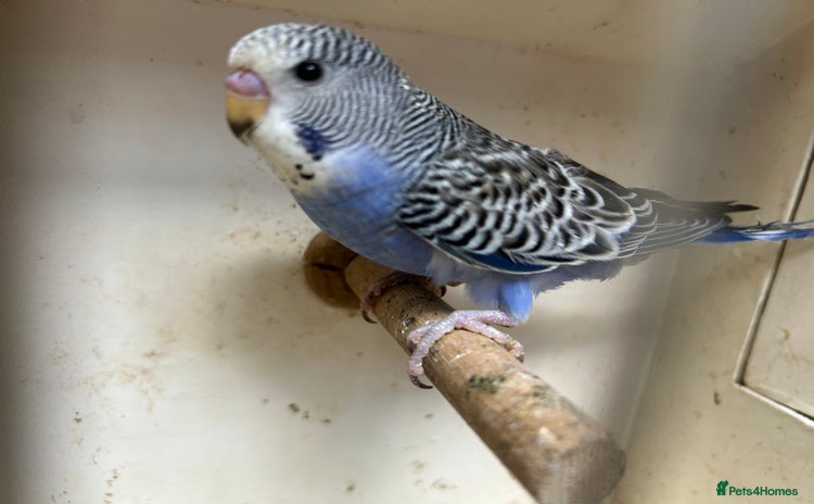Budgerigars birds - Advert 4