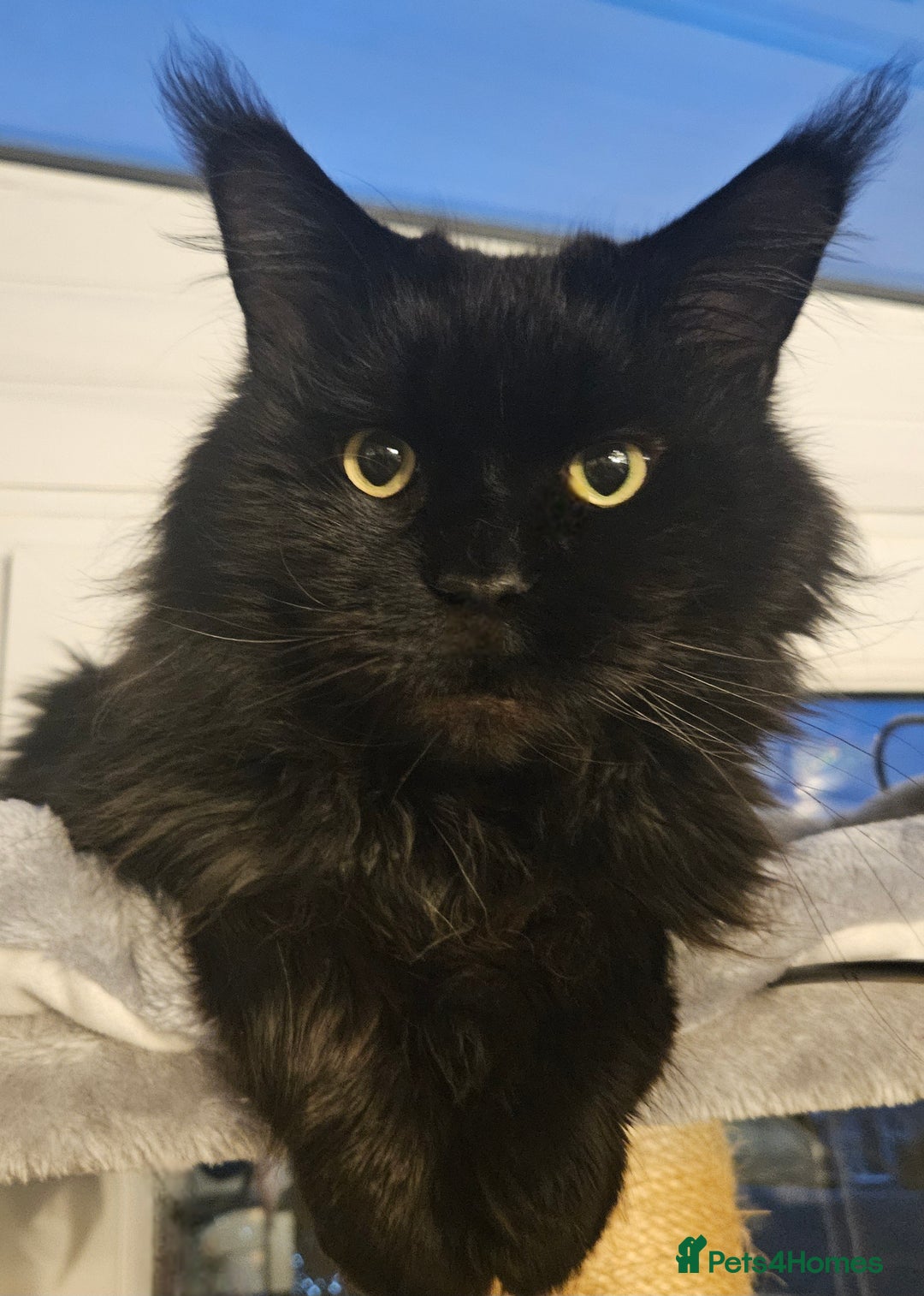 Maine Coon cats for sale: ✨✨ POLLYDACTYL MC  TiCA REG - Advert 10