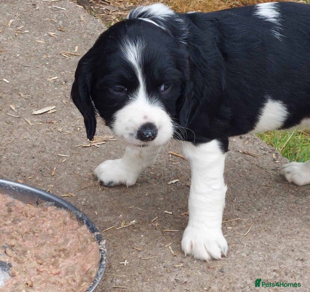 English Springer Spaniel dogs for sale: Quality Spaniel Litter at Sandaharr  - Image 15