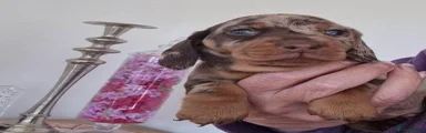 Miniature Dachshund 4