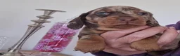 Miniature Dachshund dogs for sale: lovely miniature dachshunds puppies for sale in Warrington - Advert 3
