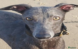 Whippet dogs for stud: Blue whippet at Stud  - Image 4