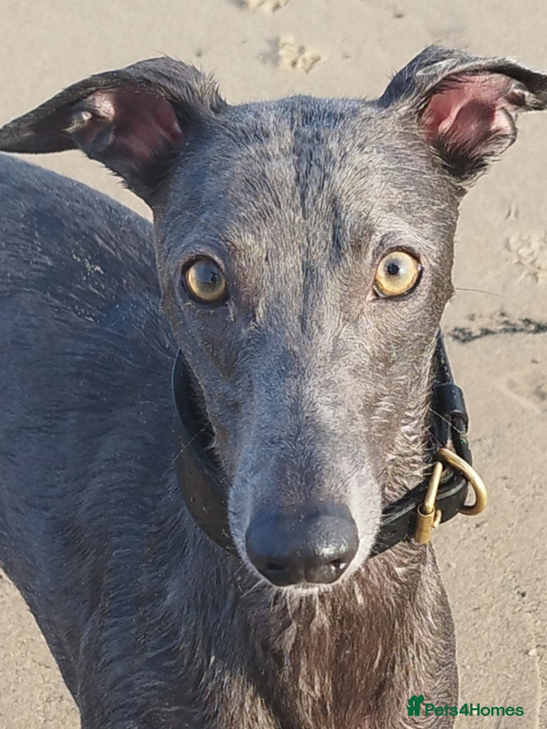 Whippet dogs for stud: Blue whippet at Stud  - Image 4