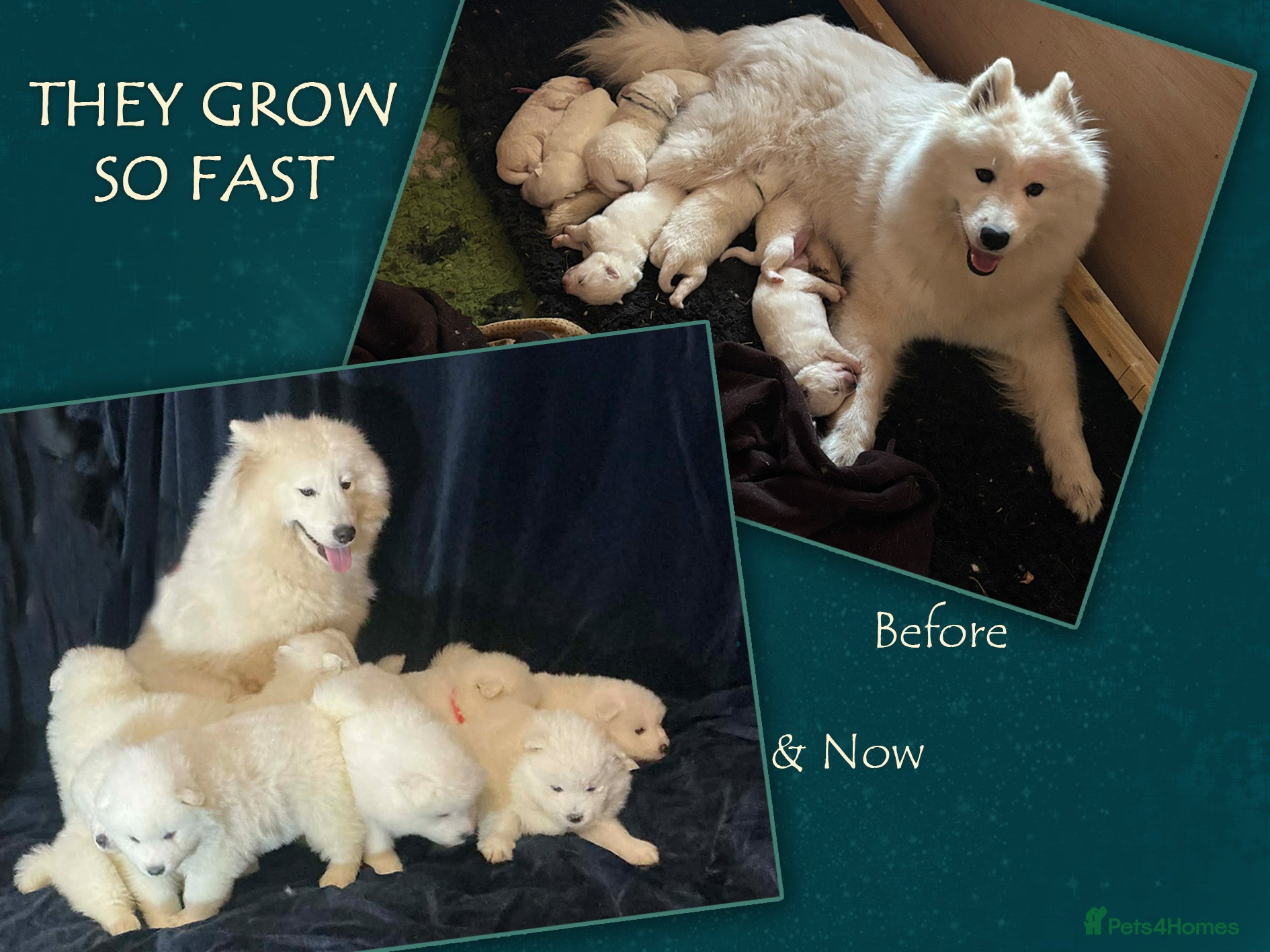 Samoyed dogs KC registered Champion offspring    - Advert 2