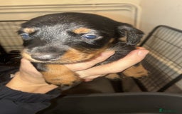 Mixed Breed dogs for sale: Patterdale/dashound  - Image 8